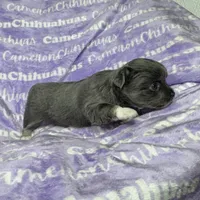 Fiona Blue Long Coat, a female Chihuahua for sale in Spiro, OK – Photo 1 of 10