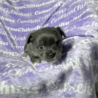 Fiona Blue Long Coat, a female Chihuahua for sale in Spiro, OK – Photo 3 of 10