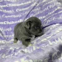 Fiona Blue Long Coat, a female Chihuahua for sale in Spiro, OK – Photo 5 of 10