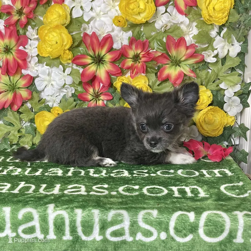 Fiona Blue Long Coat