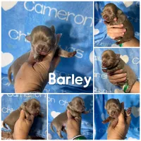 Barley Long Coat Lavender, a male Chihuahua for sale in Spiro, OK – 7 of 10