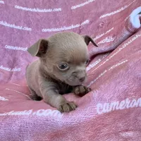 Liberty Tiny Lavender Short Coat, a female Chihuahua for sale in Spiro, OK – 3 of 10