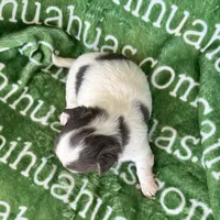 Bliss Blue Long Coat AKC ACA, a female Chihuahua for sale in Spiro, OK – 3 of 9