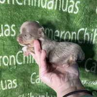 Spud LC Micro Tiny Lavender, a male Chihuahua for sale in Spiro, OK – 3 of 10