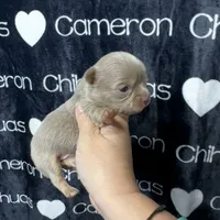 Tofu Lavender LC, a male Chihuahua for sale in Spiro, OK – 3 of 10