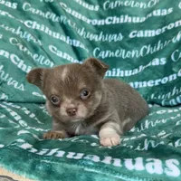 Aspen Long Coat Lavender , a female Chihuahua for sale in Spiro, OK – 6 of 9