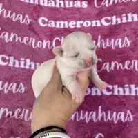 Chloe SC, a female Chihuahua for sale in Spiro, OK – 9 of 10