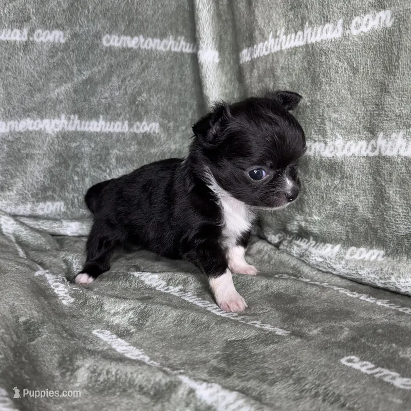 Flower Micro Long Coat – Chihuahua puppy for sale in Spiro, OK