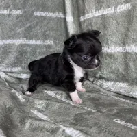 Flower Micro Long Coat, a female Chihuahua for sale in Spiro, OK – 1 of 3
