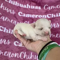 Chloe SC, a female Chihuahua for sale in Spiro, OK – 2 of 10