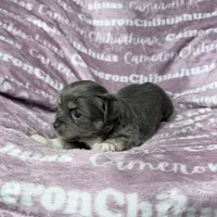 Fern Blue Long Coat, a female Chihuahua for sale in Spiro, OK – Photo 2 of 8