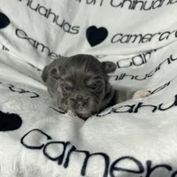 Fern Blue Long Coat, a female Chihuahua for sale in Spiro, OK – Photo 4 of 8