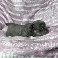 Fern Blue Long Coat, a female Chihuahua for sale in Spiro, OK – Photo 3 of 8