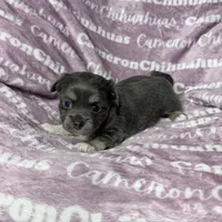 Fern Blue Long Coat, a female Chihuahua for sale in Spiro, OK – Photo 1 of 8