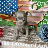 Liberty Tiny Lavender Short Coat, a female Chihuahua for sale in Spiro, OK – 3 of 10