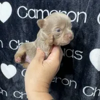 Tofu Lavender LC, a male Chihuahua for sale in Spiro, OK – 2 of 10