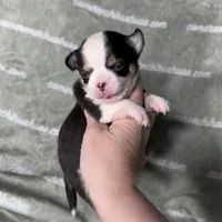 Jethro Short Coat, a male Chihuahua for sale in Spiro, OK – 7 of 8