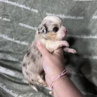 Drysdale Long Coat Merle, a male Chihuahua for sale in Spiro, OK – 5 of 9