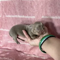 Aspen Long Coat Lavender , a female Chihuahua for sale in Spiro, OK – 7 of 10