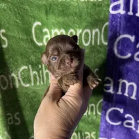 Tiny Queen LC, a female Chihuahua for sale in Spiro, OK – 2 of 8