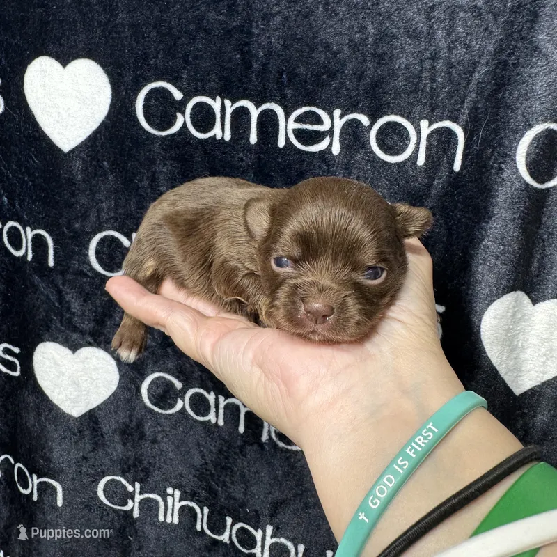 Tiny Queen LC – Chihuahua puppy for sale in Spiro, OK