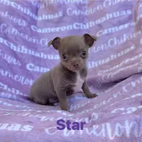 Star Lavender Short Coat, a female Chihuahua for sale in Spiro, OK – 2 of 10