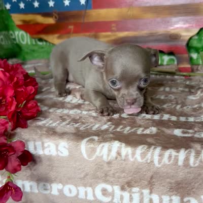 Liberty Tiny Lavender Short Coat, a female Chihuahua for sale in Spiro, OK – 6 of 10