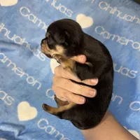Jed Short Coat , a male Chihuahua for sale in Spiro, OK – 9 of 9