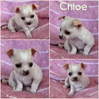Chloe Smooth Coat Cream, a female Chihuahua for sale in Spiro, OK – 10 of 10