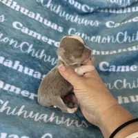 Thumper Micro Long Coat Lavender , a male Chihuahua for sale in Spiro, OK – 4 of 6