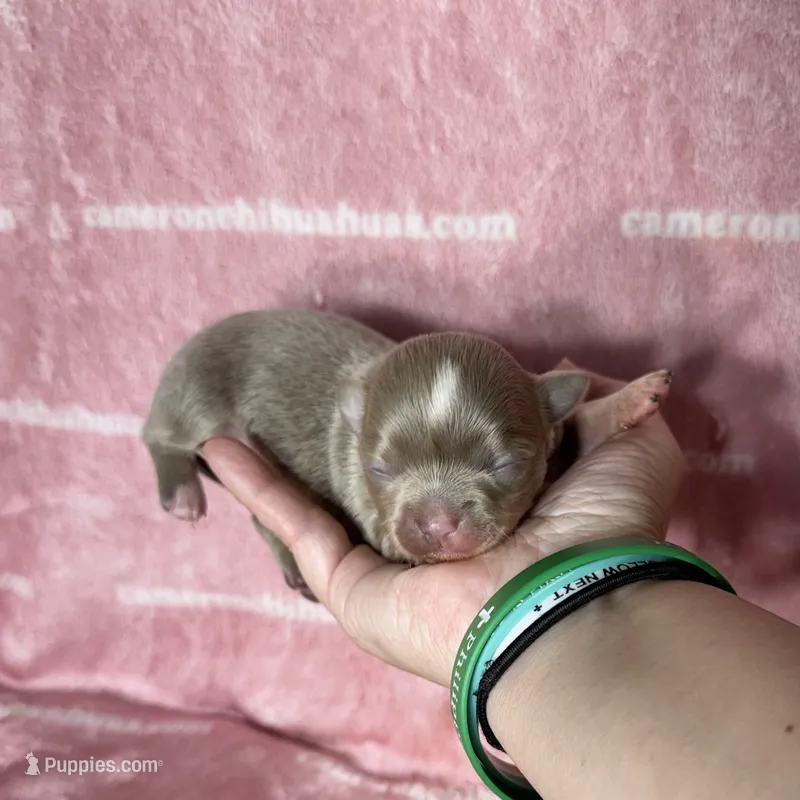 Aspen Long Coat Lavender  – Chihuahua puppy for sale in Spiro, OK