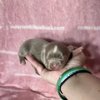 Aspen Long Coat Lavender , a female Chihuahua for sale in Spiro, OK – 1 of 10