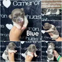Blue long coat , a male Chihuahua for sale in Spiro, OK – 10 of 10