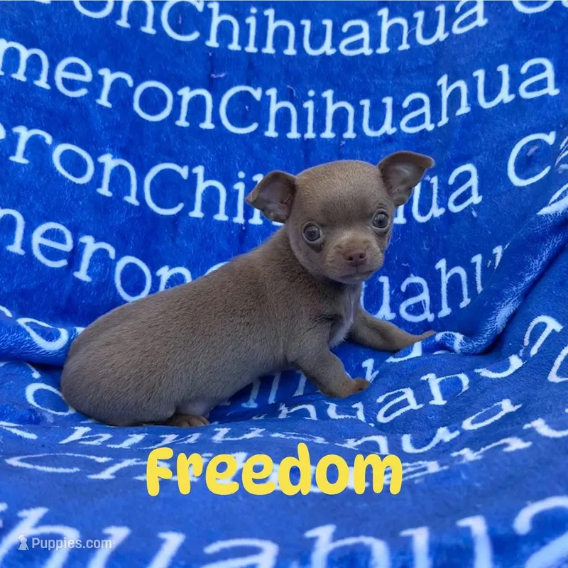 Freedom Lavender Short Coat – Chihuahua puppy for sale in Spiro, OK