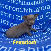 Freedom Lavender Short Coat, a male Chihuahua for sale in Spiro, OK – 1 of 10