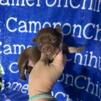 Rolo Long Coat, a male Chihuahua for sale in Spiro, OK – 3 of 10