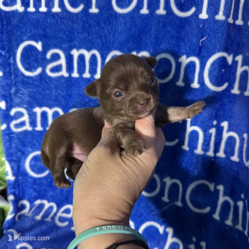 Rolo Long Coat – Chihuahua puppy for sale in Spiro, OK