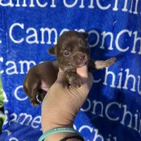 Rolo Long Coat, a male Chihuahua for sale in Spiro, OK – 1 of 10