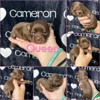 Tiny Queen LC, a female Chihuahua for sale in Spiro, OK – 7 of 8