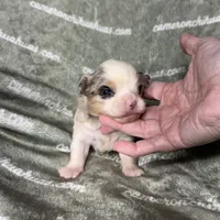 Drysdale Long Coat Merle, a male Chihuahua for sale in Spiro, OK – 7 of 9