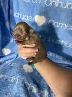Barley Long Coat Lavender, a male Chihuahua for sale in Spiro, OK – 5 of 10