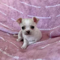 Chloe Smooth Coat Cream, a female Chihuahua for sale in Spiro, OK – 7 of 10