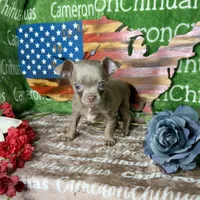 Freedom Lavender Short Coat, a male Chihuahua for sale in Spiro, OK – 2 of 10