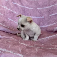 Chloe Smooth Coat Cream, a female Chihuahua for sale in Spiro, OK – 9 of 10
