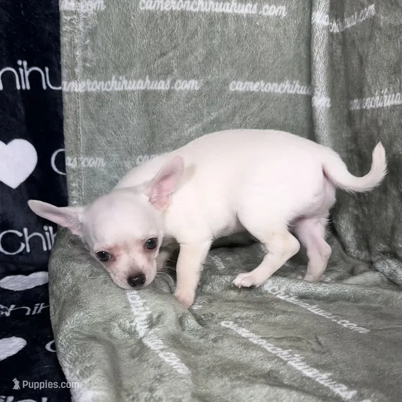 Polar SC White – Chihuahua puppy for sale in Spiro, OK