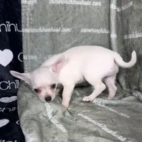 Polar SC White, a male Chihuahua for sale in Spiro, OK – 1 of 10