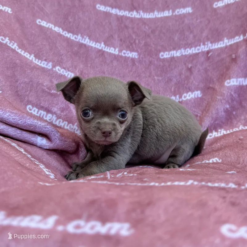 Liberty Tiny Lavender Short Coat – Chihuahua puppy for sale in Spiro, OK