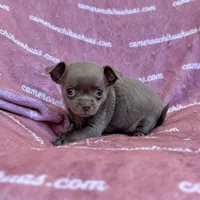 Liberty Tiny Lavender Short Coat, a female Chihuahua for sale in Spiro, OK – 1 of 10