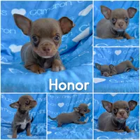 Honor Lavender Tricolor Short Ct, a male Chihuahua for sale in Spiro, OK – 6 of 10