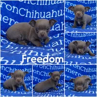 Freedom Lavender Short Coat, a male Chihuahua for sale in Spiro, OK – 6 of 10
